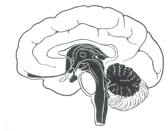 cervello profondo propriocezione, immagine tratta da Delos